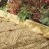 Buff - Round Top - Landscaping Features - Edging 600x50x150mm